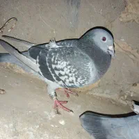 گوشی آیفون نونو بدون مشکل  سالم سالم.    کبوتر