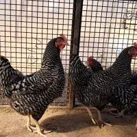 فروش یک ست مرغ و خروس امروک پلیموت راک