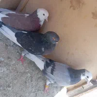 کفتر