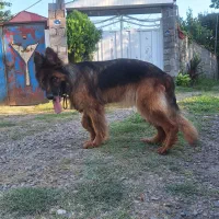 سگ ژرمن ماده
