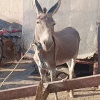 الاغ نر