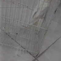 عروس هلندی ماده