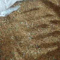 بذر یونجه اصل محلی ضمانت شده