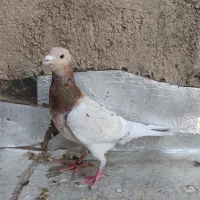 سار سرور .کله هما.