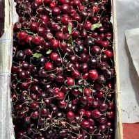 گیلاس فردو حراج