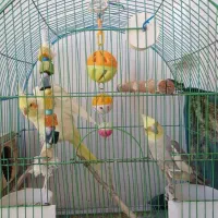 عروس هلندی مولد