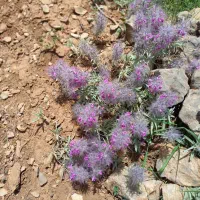 مقداری گل گاوزبان و چای کوهی موجود است