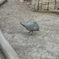 مرغ شاخدار