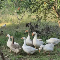 غاز محلی