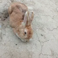 خرگوش جرسی و لپ