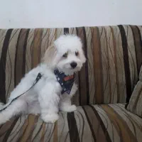 شیتزو|سگ|رشت, معلولین|دیوار