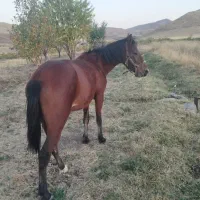 مادیان کرد4ساله