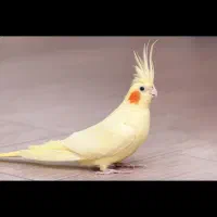 عروس هلندی پیدا شده عکس مربوط ب خود پرنده نمی باشد