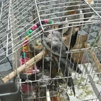 عروس هلندی|پرنده|نیشابور, سرآب کوشک|دیوار