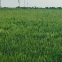زمین-کشاورزی-سند-ششدانگ-4-هکتار