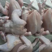 مرغ زنده و ارگانیک و بهداشتی