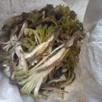 سرخکن