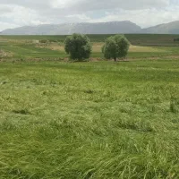 شبدر|گل و گیاه طبیعی|دورود, |دیوار