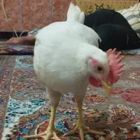 اردک خارجی. روسی سفید.