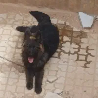 سگ ژرمن