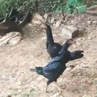 مرغ و خروس لاری