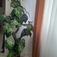 درختچه بزرگ و سبز در حد نو