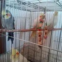 عروس هلندی