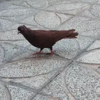 نر سرخ