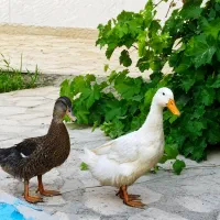 جوجه،اردک