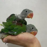 جوجه شاه طوطی ۲۵ روزه