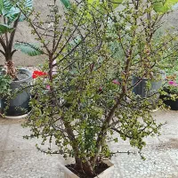 گلی|گل و گیاه طبیعی|فرح آباد, |دیوار