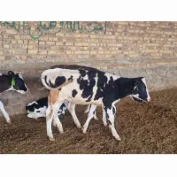 گوساله ماده