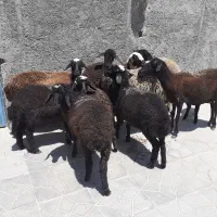 میش وبره فروشی
