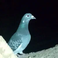 جفت مسا فتی