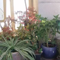 گلهای طبیعی