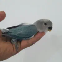 جوجه کوتوله برزیلی