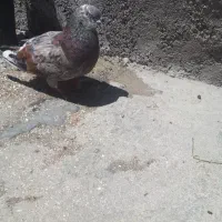 کبوتر پرشی
