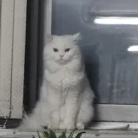 گربه نر