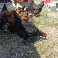 ۱۳ تا مرغ تخمگذار آدرس الشتر