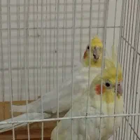عروس هلندی۱۸۵۰