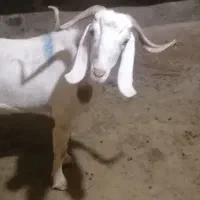 1راس بز درجه یک