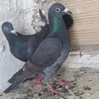 کفتر
