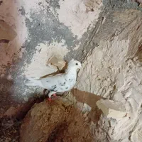 کفتر|پرنده|تایباد, |دیوار