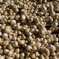 خریدار موسیر کوهی