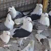 کبوتر بوشهری