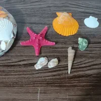 پک میکس صدف زینتی