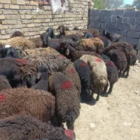 سرمایه گذار در دام دشتی