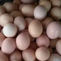 تخم مرغ محلی دورگه