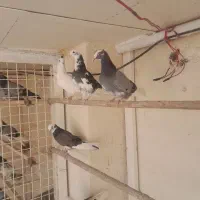 کبوتر