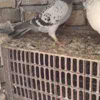 ماده مسافتی